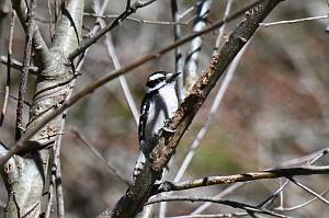 029 Woodpecker, Downy, 2023-03297768 Broad Meadow Brook, MA